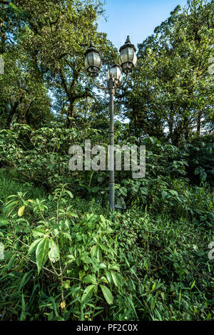 Verloren im Dschungel bewachsenen grünen Vegetation Stockfoto