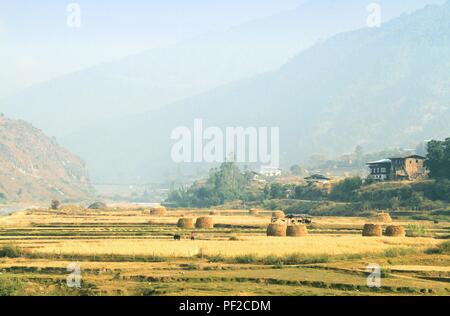 Bhutanesische Bauer und seine Kuh zu Fuß nach der Ernte von Reis in Punakha, Bhutan Stockfoto