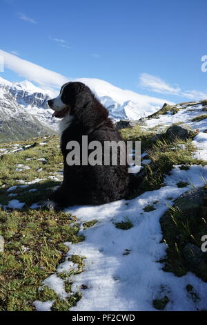 Berner Sennenhund sitzend auf dem Schnee in den Schweizer Alpen Stockfoto