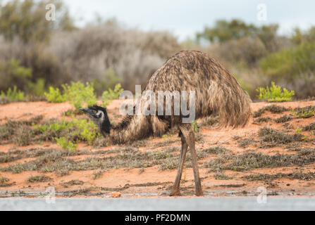 Dromaius noveahollandia, die Wwu das Trinken aus einer Pfütze auf der Straße, Western Australien, Ozeanien Stockfoto