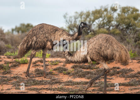 Dromaius noveahollandia, zwei Emus an einander vorbei im Busch in Western Australien, Ozeanien Stockfoto