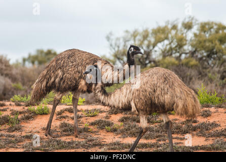 Dromaius noveahollandia, zwei Emus an einander vorbei im Busch in Western Australien, Ozeanien Stockfoto