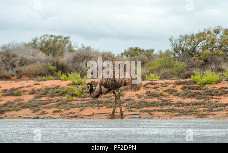 Emu dromaius noveahollandia, das Trinken aus einer Pfütze auf der Straße, Western Australien, Ozeanien Stockfoto