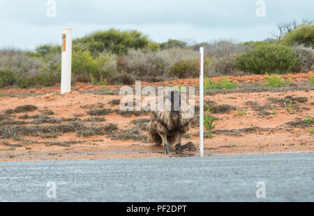 Emu dromaius noveahollandia, das Trinken aus einer Pfütze auf der Straße, Western Australien, Ozeanien Stockfoto