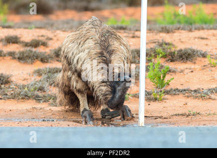 Emu dromaius noveahollandia, das Trinken aus einer Pfütze auf der Straße, Western Australien, Ozeanien Stockfoto