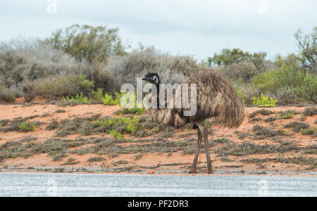 Emu dromaius noveahollandia, das Trinken aus einer Pfütze auf der Straße, Western Australien, Ozeanien Stockfoto