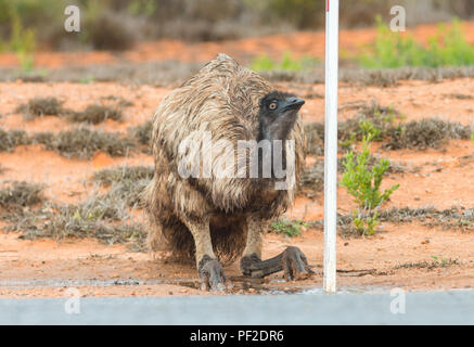 Emu dromaius noveahollandia, das Trinken aus einer Pfütze auf der Straße, Western Australien, Ozeanien Stockfoto