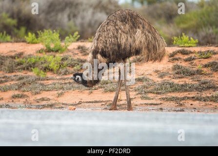 Emu dromaius noveahollandia, das Trinken aus einer Pfütze auf der Straße, Western Australien, Ozeanien Stockfoto