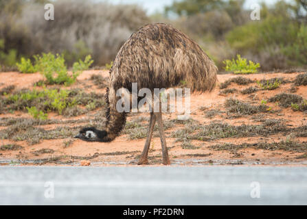 Emu dromaius noveahollandia, das Trinken aus einer Pfütze auf der Straße, Western Australien, Ozeanien Stockfoto