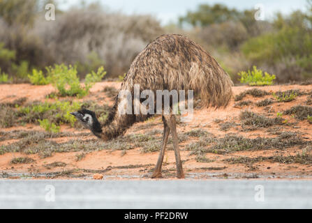 Emu dromaius noveahollandia, das Trinken aus einer Pfütze auf der Straße, Western Australien, Ozeanien Stockfoto