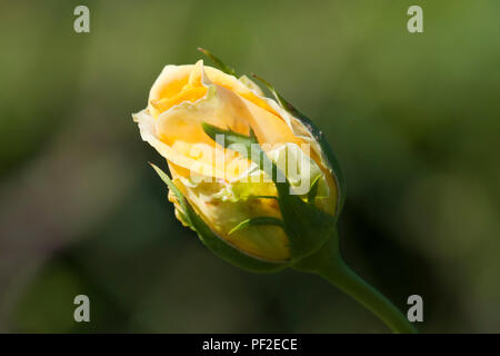 Sydney Australien, einzelne gelbe rose bud Stockfoto