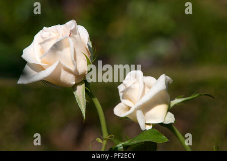 Sydney Australien, zwei creme-rosa Blüten am Nachmittag Licht Stockfoto