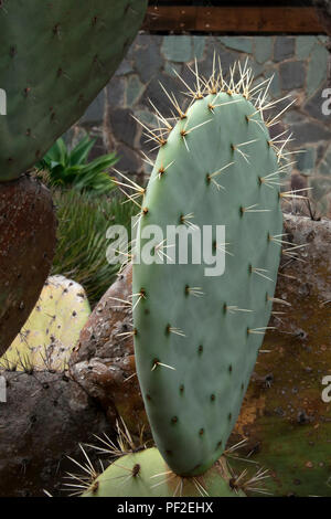 Sydney Australien, Opuntia Robusta cactus Paddles mit langen spitzen Dornen Stockfoto