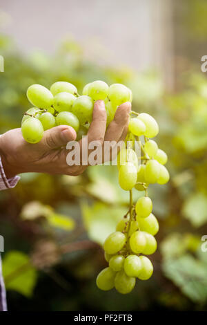 Trauben der Ernte. Bauern Hände mit frisch geernteten weißen Trauben. Stockfoto