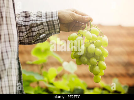 Trauben der Ernte. Bauern Hände mit frisch geernteten weißen Trauben. Stockfoto