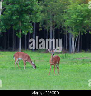 Whitetail buck in Nord-carolina Sachen aufpaßt, während eine Damhirschkuh isst Stockfoto
