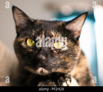 Eine schöne schildpatt Katze stellt für Ihr Porträt Stockfoto