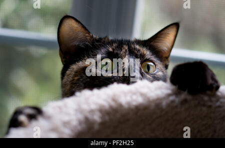 Eine schöne schildpatt Katze stellt für Ihr Porträt Stockfoto