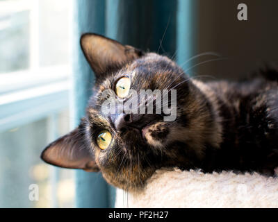 Eine schöne schildpatt Katze stellt für Ihr Porträt Stockfoto