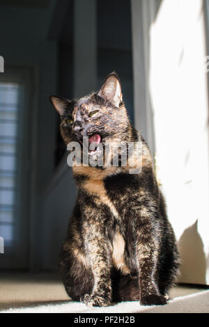 Eine schöne schildpatt Katze stellt für Ihr Porträt Stockfoto