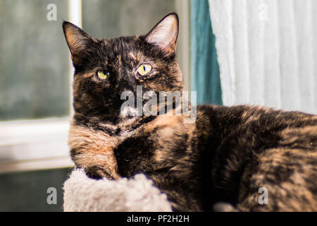 Ein schildpatt Katze posiert für ein Portrait Stockfoto