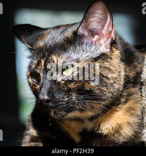 Ein schildpatt Katze posiert für ein Portrait Stockfoto