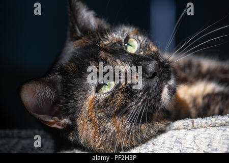 Ein schildpatt Katze posiert für ein Portrait Stockfoto