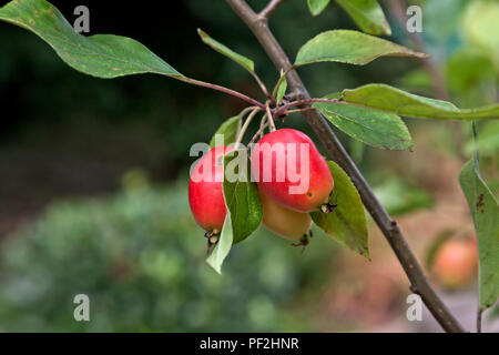 Red Holzapfel (Malus sylvestris) auf Baum mit grünen Blättern und Soft Focus Hintergrund Stockfoto