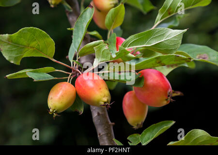 Red Holzapfel (Malus sylvestris) auf Baum mit grünen Blättern und Soft Focus Hintergrund Stockfoto