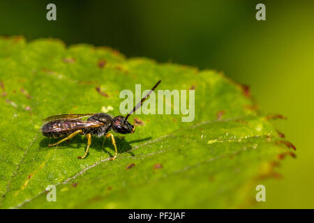 Männliche Halictus tumulorum einsame Biene auf ein Blatt gehockt Stockfoto