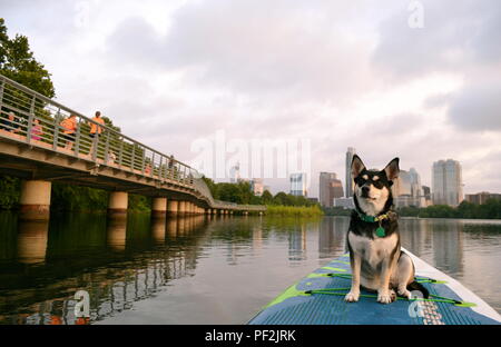Fluss, ein Husky mix, genießt einen Sonnenaufgang paddle Board Outing am Boardwalk in Austin, Texas. Stockfoto