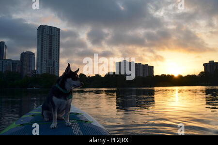 Fluss, ein Husky mix, genießt einen Sonnenaufgang paddle Board Outing in Austin, Texas. Stockfoto