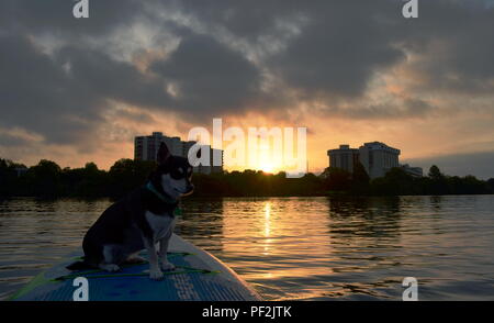 Fluss, ein Husky mix, genießt einen Sonnenaufgang paddle Board Outing in Austin, Texas. Stockfoto