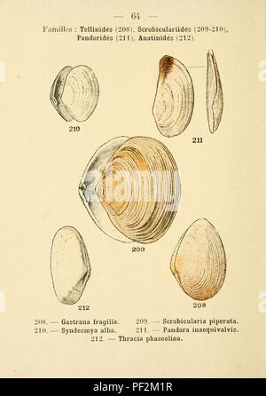 Atlas de poche des coquilles de Côtes de Frankreich (Manche, Océan, Méditerranée) Gemeinden, pittoresques ou comestibles (PL. 64) Stockfoto