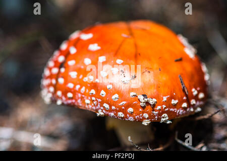 Eine schöne, aber hochgiftigen roten Pilz mit weißen Punkten allgemein bekannt als fly Agaric oder amanita fliegen. Fliegenpilz im Wald. Auch als Aman bekannt Stockfoto