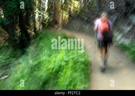 WA 14749-00 ... WASHINGTON - Wanderer auf dem Glacier Basin Trail in der Nähe des White River Campground im Mount Rainier National Park. Stockfoto