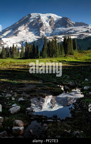 WA 14758-00 ... WASHINGTON - Mount Rainier reflektiert in einem kleinen Teich auf Mazama Ridge im Mount Rainier National Park. Stockfoto