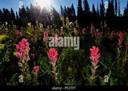 WA 14760-00 ... WASHINGTON - Indian Paintbrush Blume auf Mazama Ridge im Mount Rainier National Park. Stockfoto