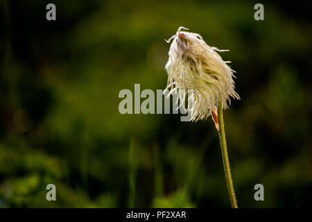 WA 14822-00 ... WASHINGTON - Western Anemone Blume im Mount Rainier National Park. Stockfoto