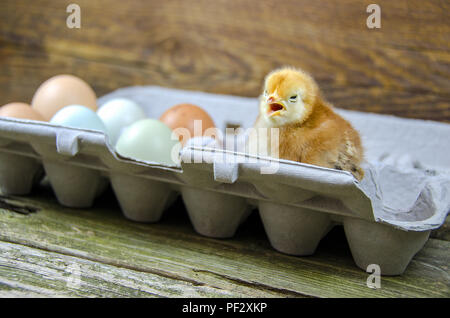 Baby Huhn mit braunen und weißen Eiern in Grau ei Karton auf rustikalen Scheune Holz Stockfoto