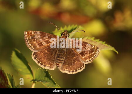 Schmuddeligen Skipper Butterfly Stockfoto