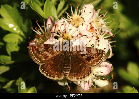 Schmuddelig Skipper Schmetterling ruht auf Weißdorn Blüten Stockfoto