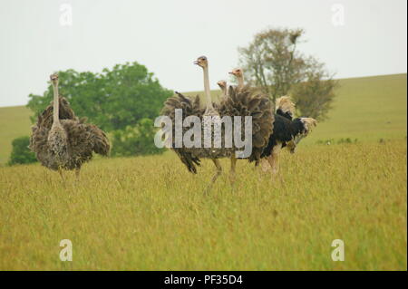 Strauße in Kenia Stockfoto