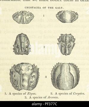 Bild von Seite 199 "Die Geologie der Südosten von England". Stockfoto