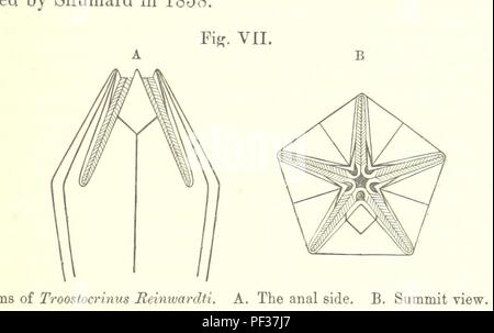 Bild von Seite 213 der "Katalog der Blastoidea in der geologischen Abteilung des British Museum... Mit einem Konto der Morphologie und systematische Stellung der Gruppe, und eine Revision der Gattungen und Arten. Kranke 0080. Stockfoto