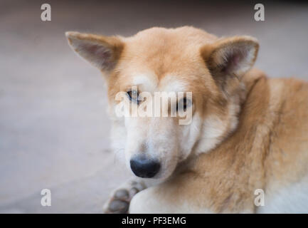 Portrait Thai Ridgeback Dog. Auf der Suche nach einem lokalen Besitzer ist lange vorbei Stockfoto