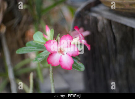 Nahaufnahme rosa Adeniums obesum oder Desert Rose Blume. Stockfoto