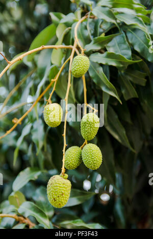 Unreife grüne Lychee hängend Lychee tree. Frisches Grün litschi Früchte wachsen am Baum Stockfoto