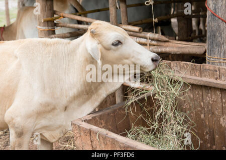 Weiße Kuh Thai essen Gras in Farm Stockfoto