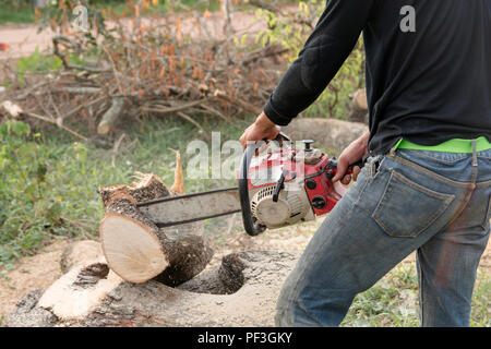 Umberjack mit Motorsäge Arbeiter schneiden Tamarind Tree Trunk. Kettensäge schneiden der Niederlassung Stockfoto